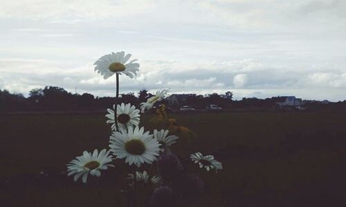 Close-up of white flowers blooming against sky