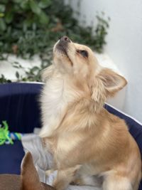 Close-up of a dog looking away