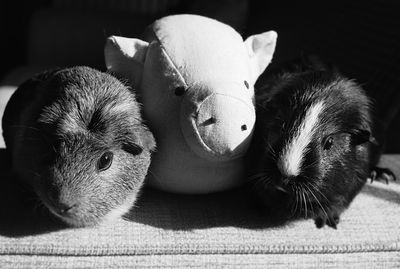 Close-up of guinea pigs and toy at home