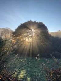 Sunlight streaming through trees in forest