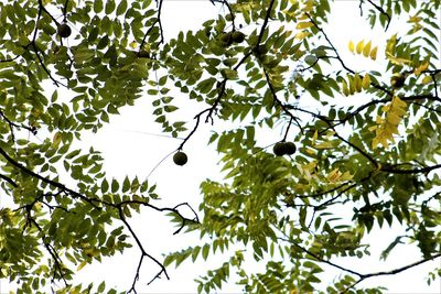 Low angle view of a tree