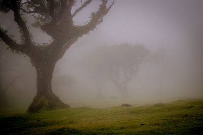 Trees on field against sky