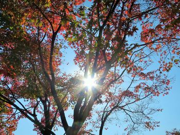 Low angle view of trees against sky