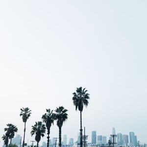 Low angle view of palm trees against clear sky