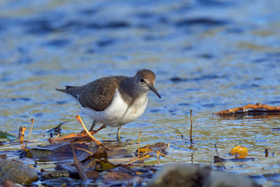 Close-up of bird perching on a lake