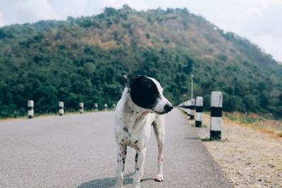 Dog standing on road