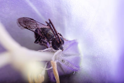 Close-up of insect on flower