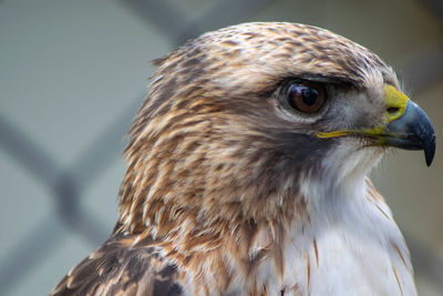 Close-up portrait of a bird