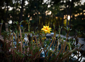 Close-up of yellow flowering plant on field