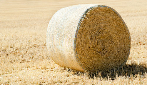 Hay bales on field