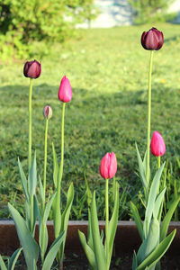 Close-up of pink tulips in bloom