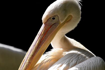 Close-up of pelican against black background