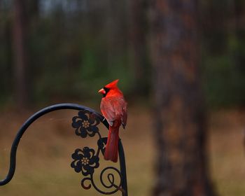 Close-up of bird perching on tree