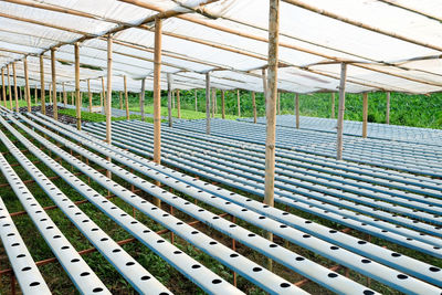 Plants growing in greenhouse