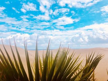 Low angle view of plants against sky