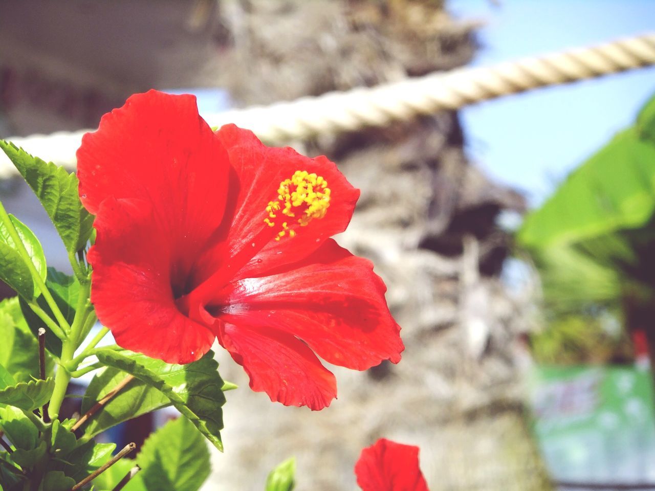 flower, petal, flower head, freshness, fragility, red, focus on foreground, close-up, growth, beauty in nature, blooming, single flower, nature, plant, in bloom, hibiscus, stamen, pollen, day, blossom