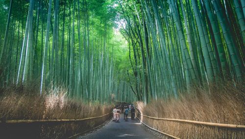 People amidst bamboo trees in forest