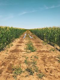 Dirt road passing through landscape