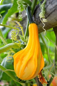 Close-up of orange chili pepper plant