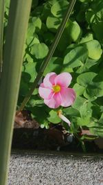 Close-up of pink flower blooming outdoors