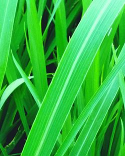 High angle view of green leaves