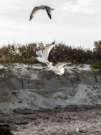 Seagulls flying in the sky