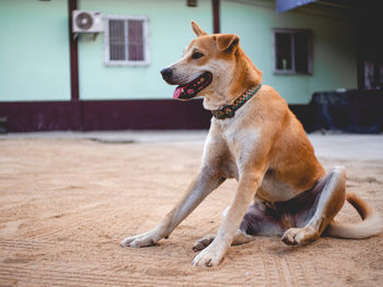 Dog looking away