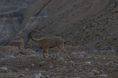 Side view of giraffe on field