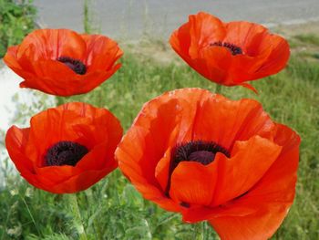 Close-up of red poppy flower