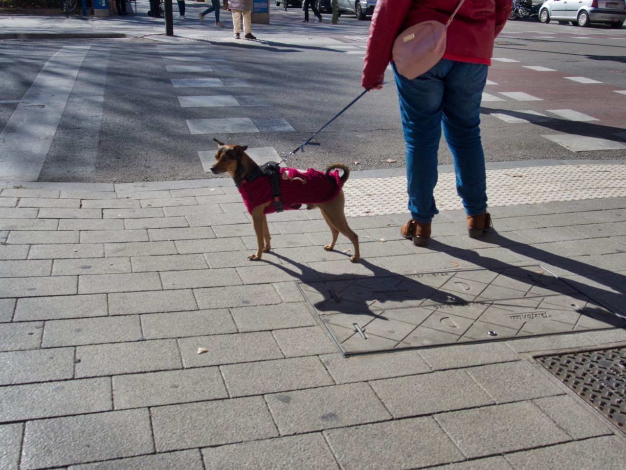 LOW SECTION OF DOG WALKING ON STREET IN CITY