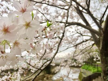 Low angle view of cherry blossoms in spring