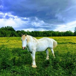 Horse standing in a field