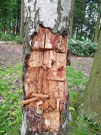 Close-up of tree trunk in forest
