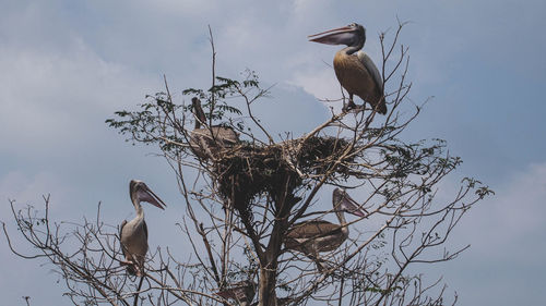 Low angle view of birds perching on tree against sky