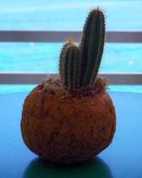 Close-up of fruit on table