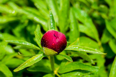 Close-up of raindrops on strawberry