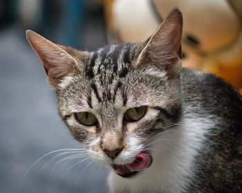 Close-up portrait of a cat