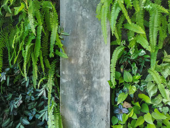 Close-up of fresh green plants