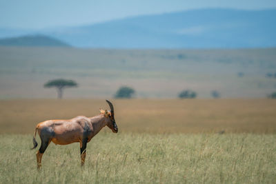 Topi stands in long grass in profile