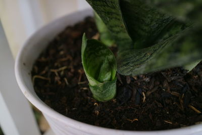 High angle view of potted plant in container