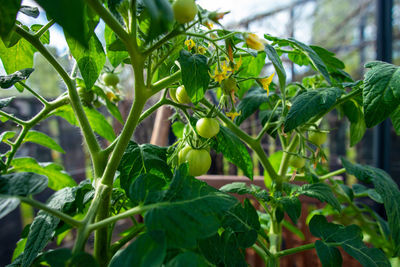 Close-up of fresh green plant