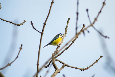 Low angle view of bluetit perching on branch against sky