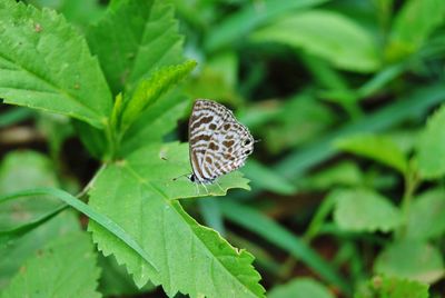 Close-up of butterfly on leaf