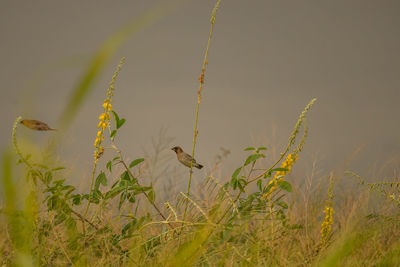 Bird flying over a land