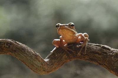 Tree frog on branch