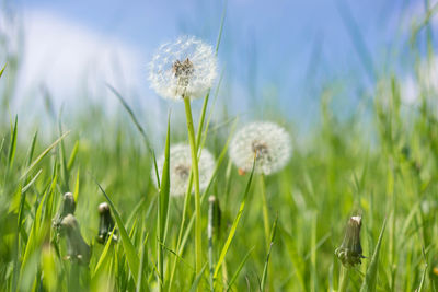 Close-up of wildflowers growing in field