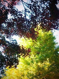 Low angle view of trees against sky