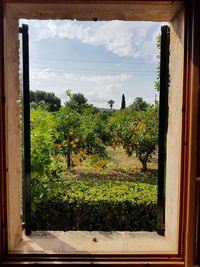 Trees and plants seen through window