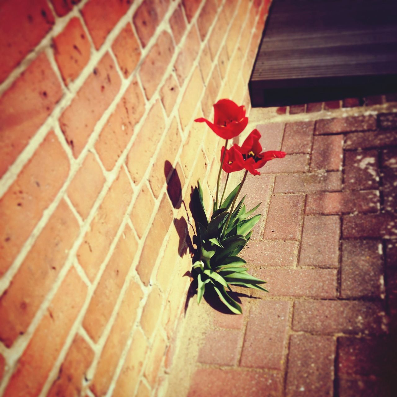 flower, red, growth, plant, leaf, potted plant, freshness, wall - building feature, fragility, petal, built structure, brick wall, nature, architecture, close-up, building exterior, day, flower head, wall, sunlight