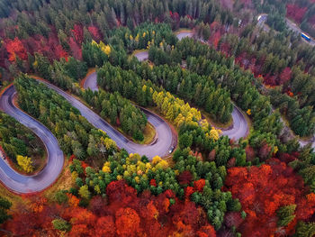 High angle view of plants growing on road